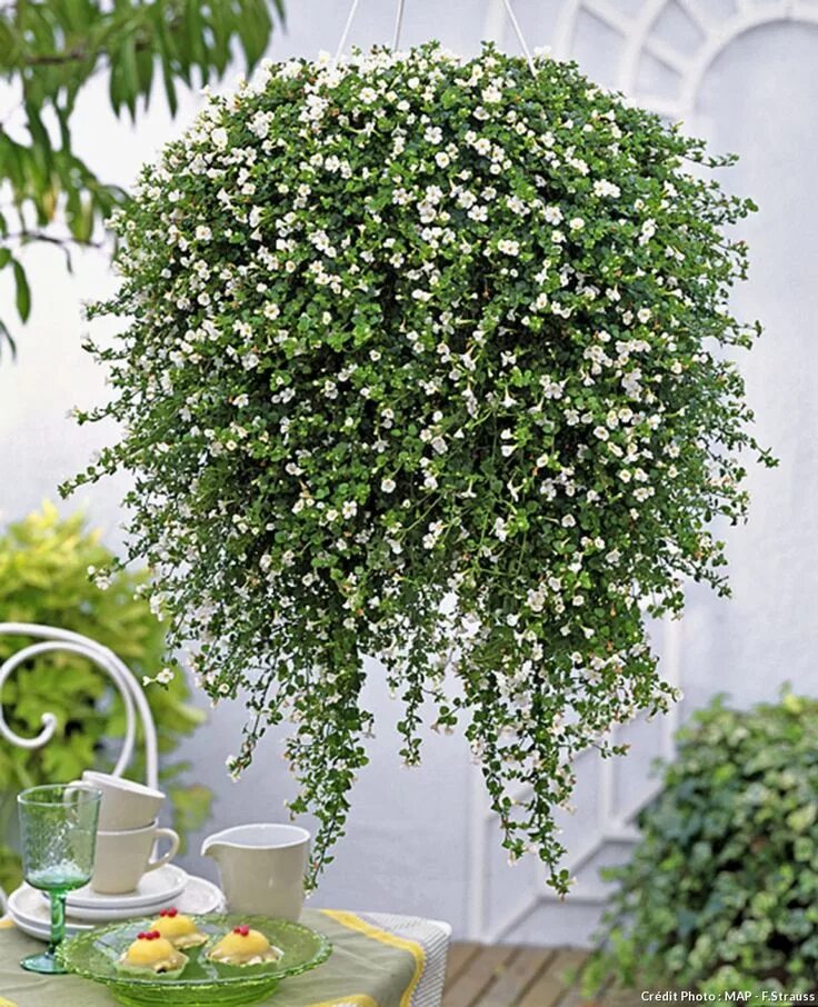 Название цветов ампельных фото Jardin en hiver : pailler, cultiver, protéger Guide Jardin suspendu, Jardins, Pl