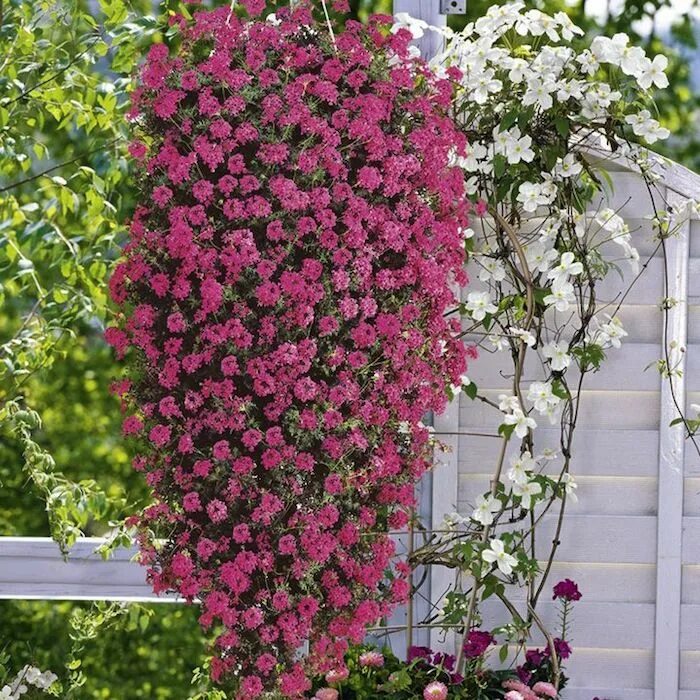 Название цветов ампельных фото Pin on Plantes
