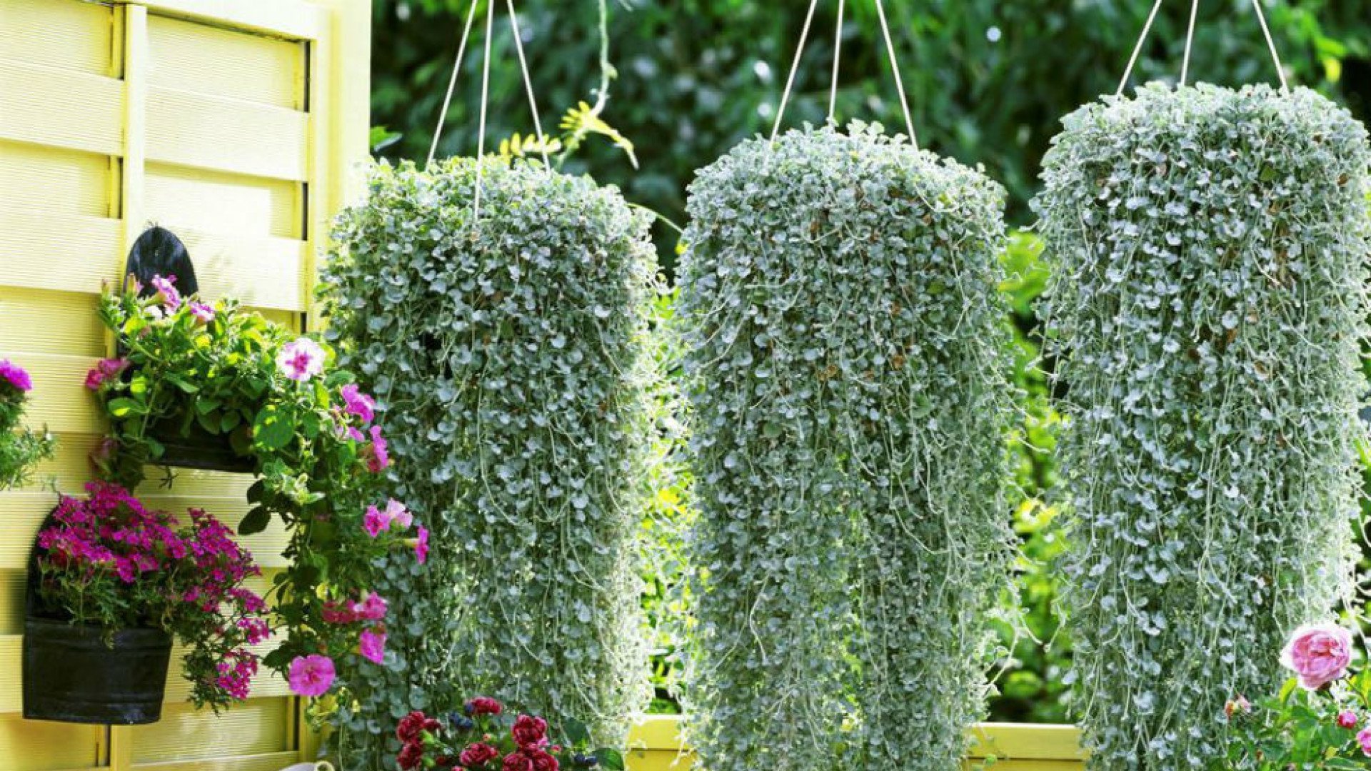 Название цветов ампельных фото Plantiza - Лучшие ампельные растения для кашпо