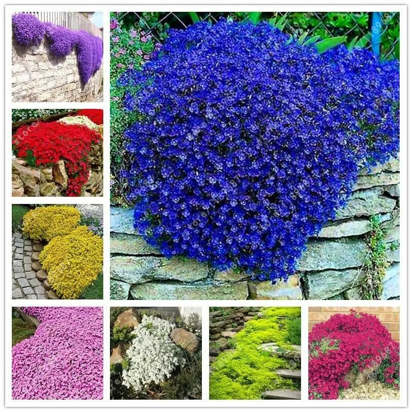Название цветов для клумб с фото Flower seeds Creeping Thyme Seeds or Blue ROCK CRESS seeds - Perennial Ground co