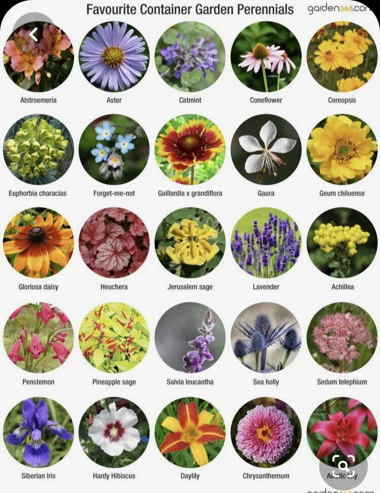 Название цветов для клумб с фото Urban Soul Farmer Container gardening flowers, Flower garden plans, Perennials