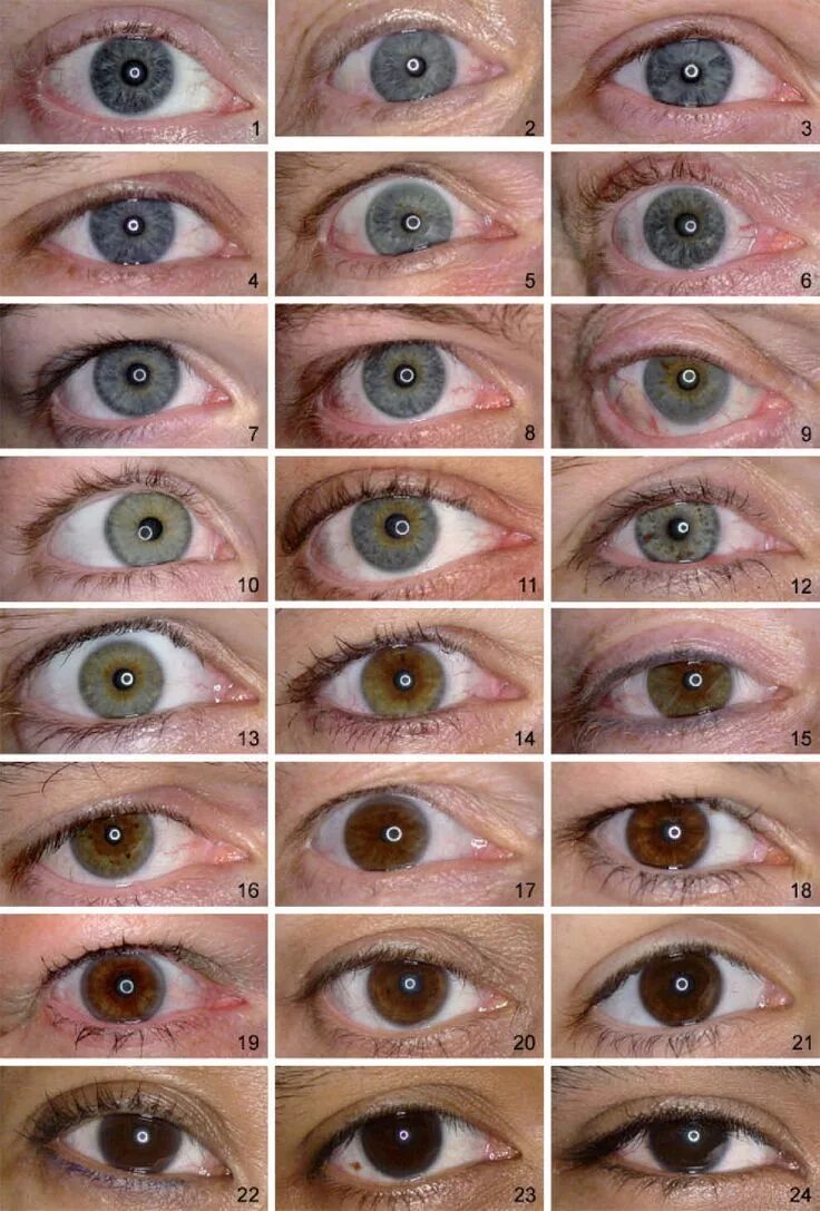 Название цветов глаз человека с фото Grading of Iris Color with an Extended Photographic Reference Set Таблица цветов