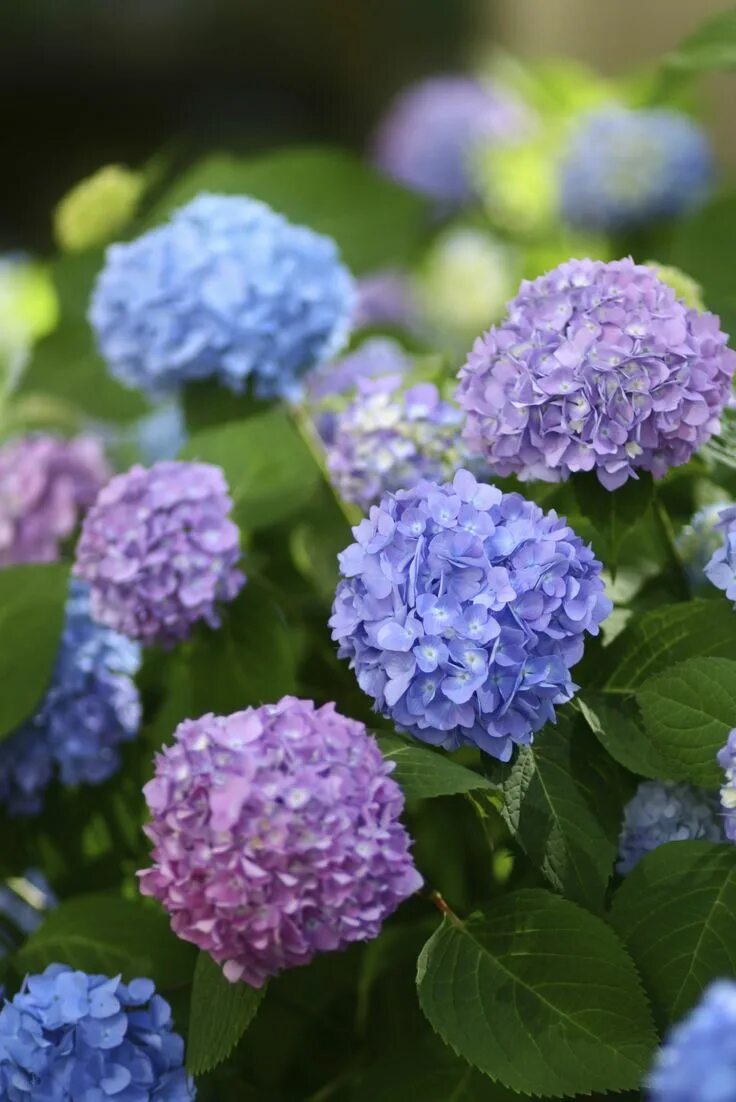 Название цветов гортензии фото Spring #flowers Flowers perennials, Deadly plants, Planting flowers