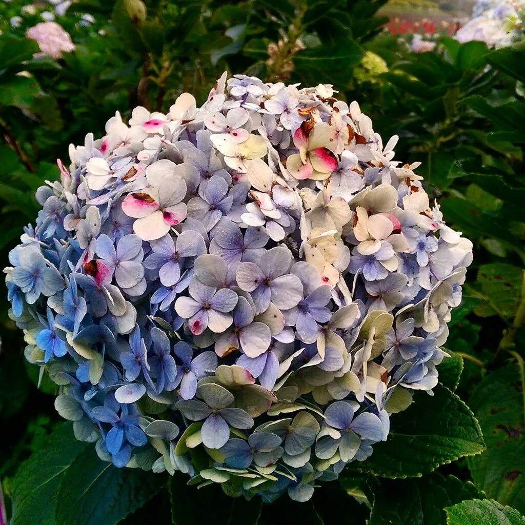 Название цветов гортензии фото Bunga Hortensia (Hydrangea) atau dikenal dengan nama Kemba. Flickr