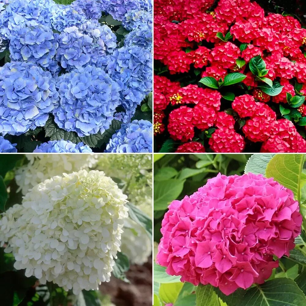Название цветов гортензии фото The Most Popular Japanese Flower Meanings - QUESTION JAPAN