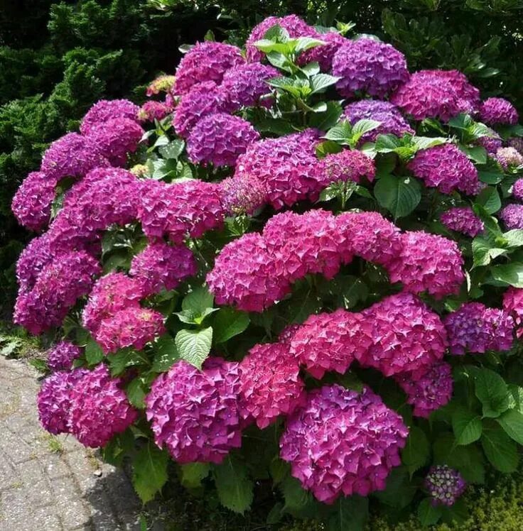 Название цветов гортензии фото Pin by Monique Bourlot on fleurs Beautiful hydrangeas, Hydrangea, Beautiful bloo