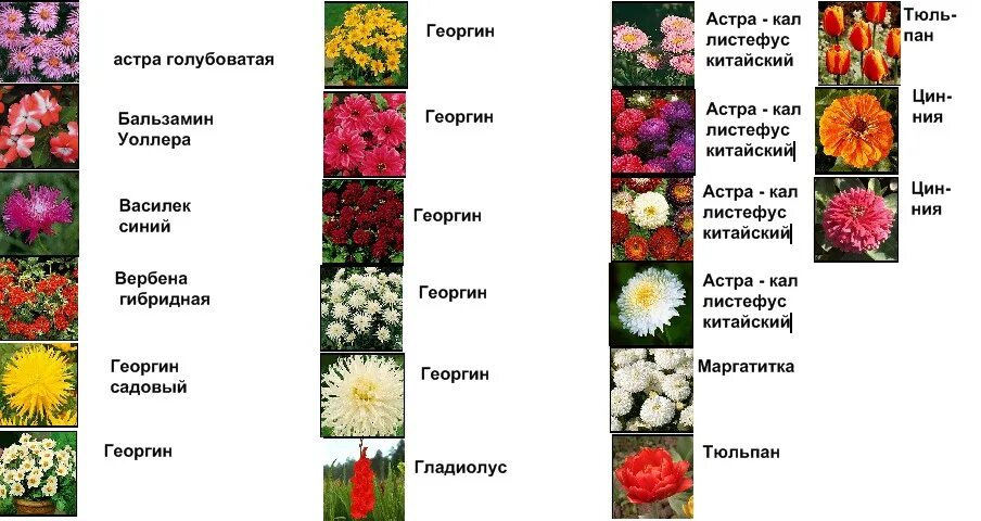 Название цветов и описание фото садовые Клумба, цветущая весь сезон, цветы фото ЦВЕТУЩИЙ САД