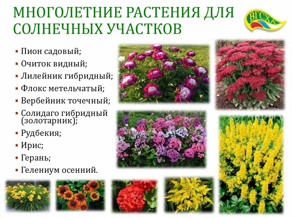 Название цветов и описание фото садовые Растения для сада многолетники названия фото - DelaDom.ru
