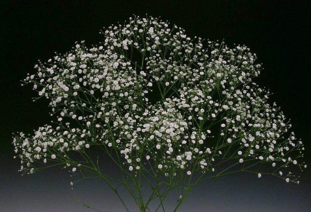 Название цветов которые добавляют в букеты фото Gypsophila paniculata Altair MIYOSHi&CO.,LTD.