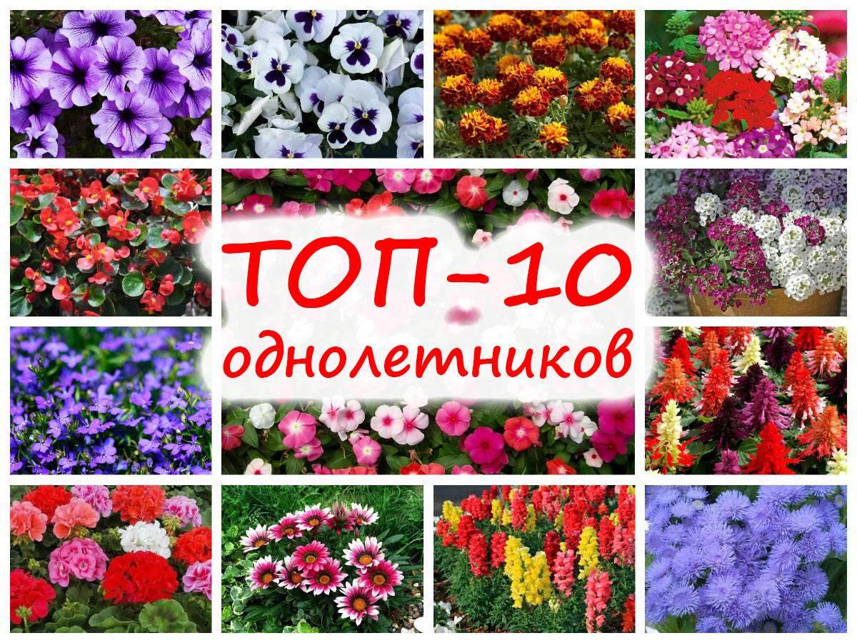 Название цветов однолеток фото Название однолетние