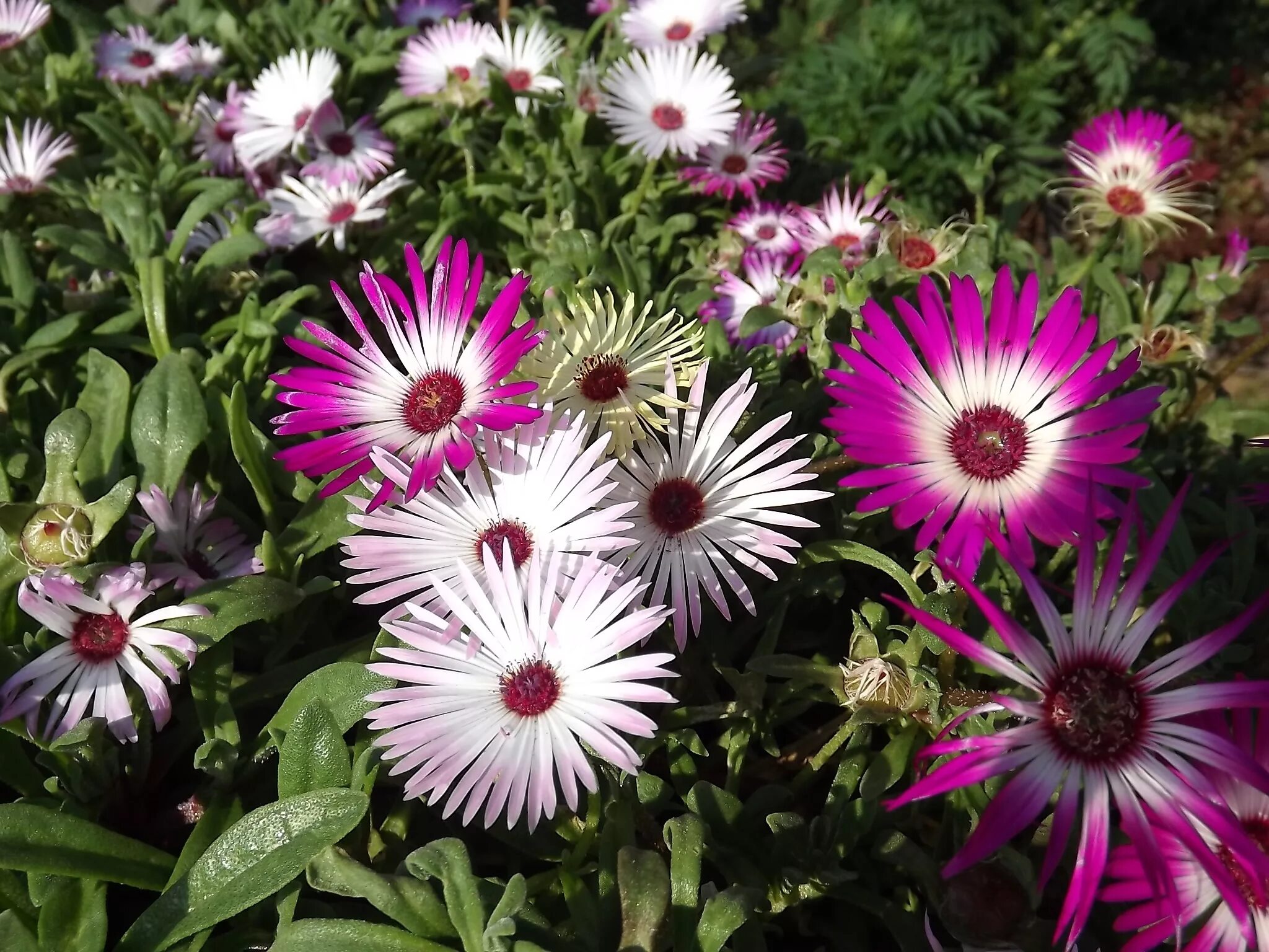 Название цветов однолеток фото Free Images : flower, petal, botany, colorful, garden, flora, bright, aster, flo