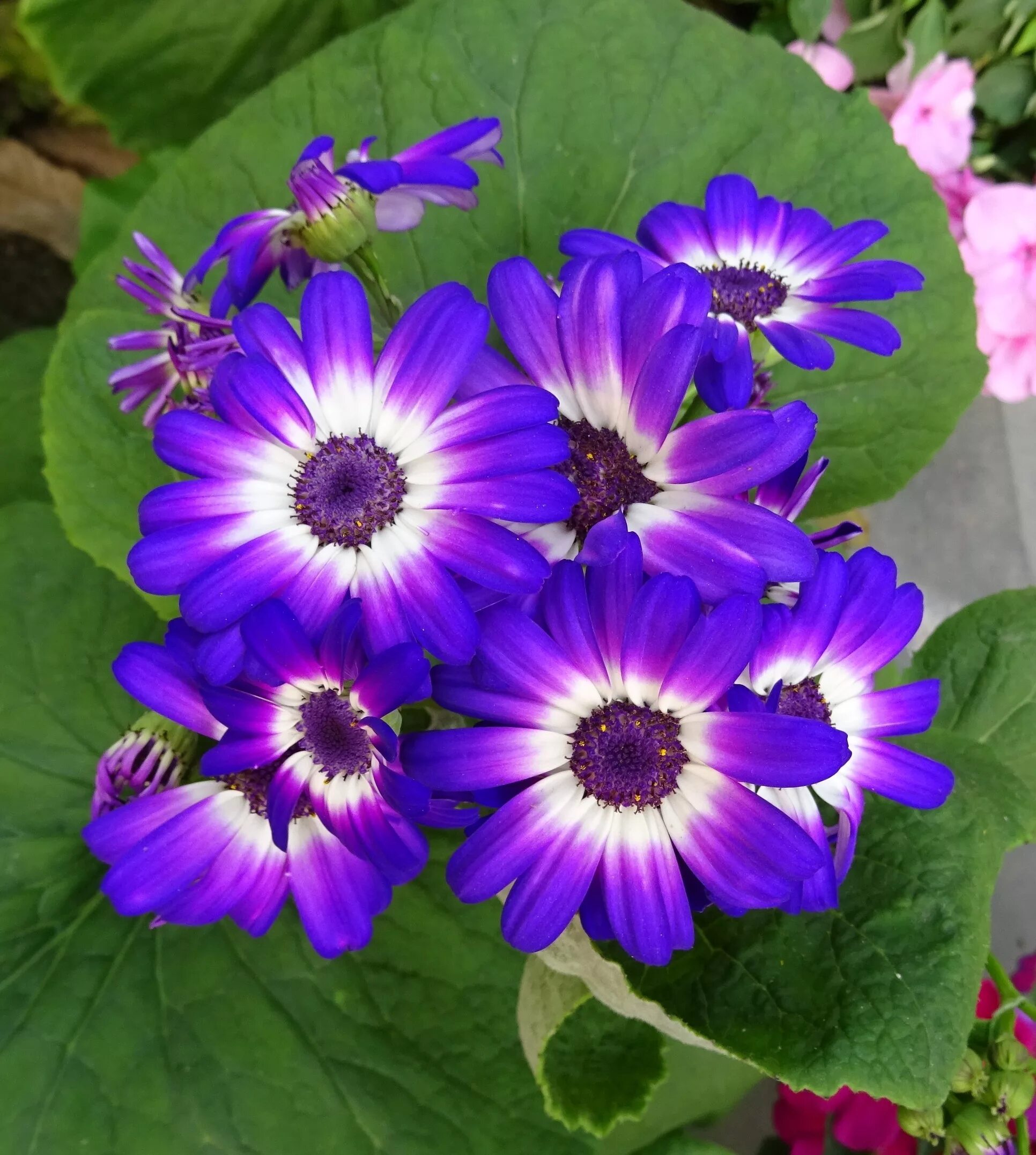 Название цветов однолеток фото Free Images : flower, purple, petal, garden, flora, seasonal, india, kolkata, fl