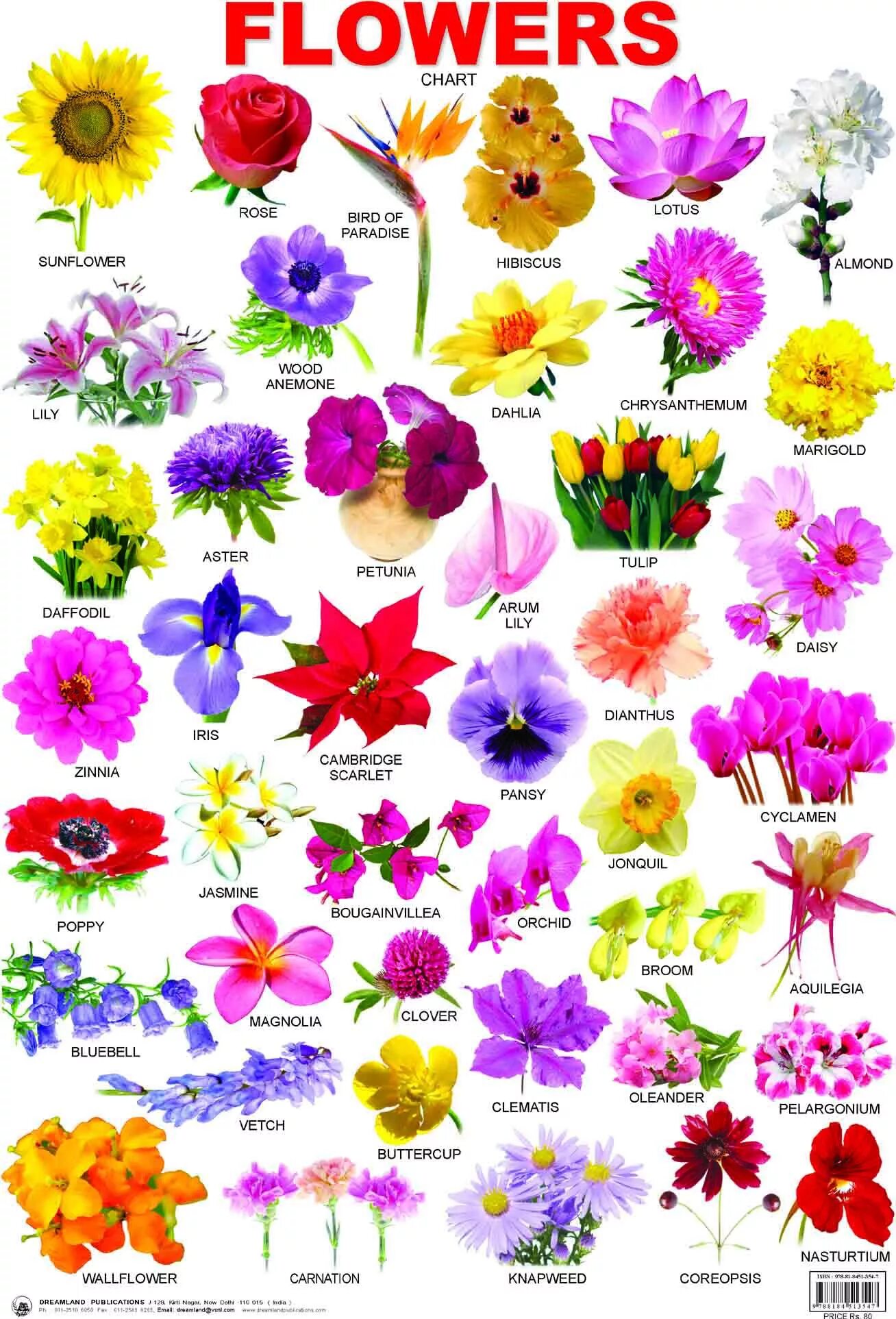 Название цветов по фото Картинки КАК ПЕРЕВОДИТСЯ FLOWER НА РУССКИЙ