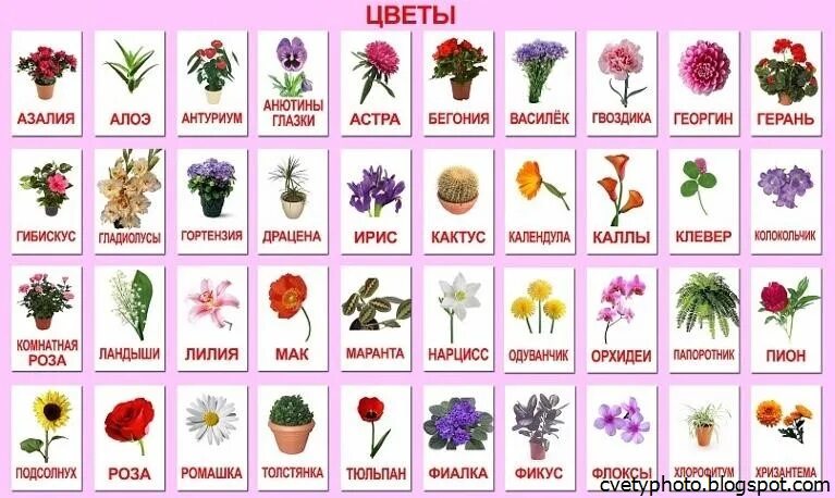 Название цветов по фото Растения с названиями - CoffeePapa.ru