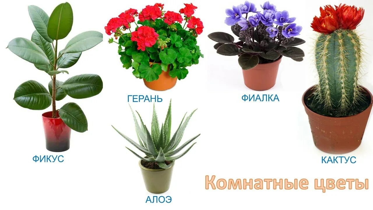 Название цветов по фото Добрый день, уважаемые родители! Тема начавшейся недели - "Комнатные растения". 