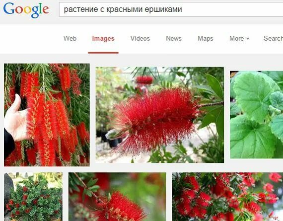 Название цветов по фото бесплатно Как определить название растения или цветка, помогаем друг другу.