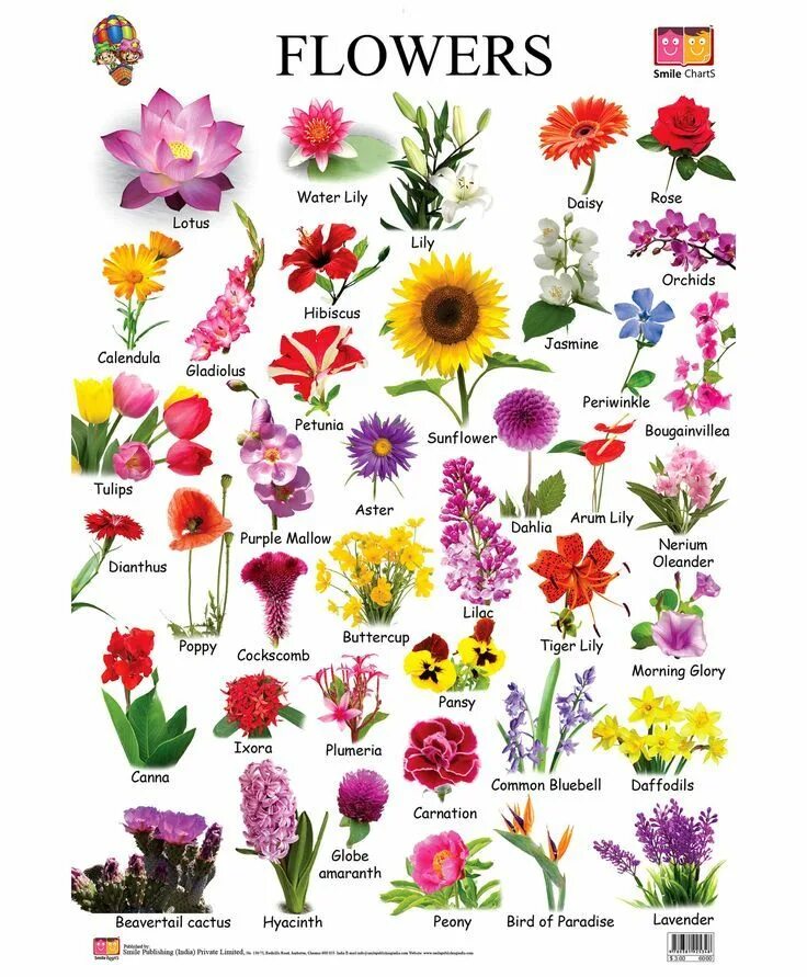 Название цветов по фото бесплатно Image result for different types of flowers with names chart Flower names, Flowe