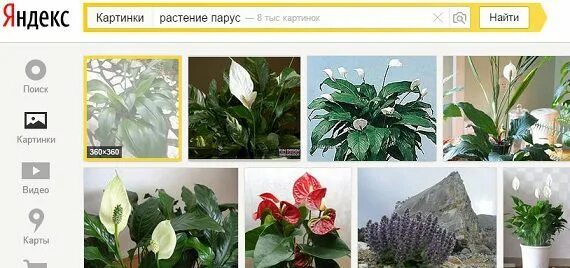 Название цветов по фото бесплатно Как определить название растения или цветка, помогаем друг другу.Очень часто ока