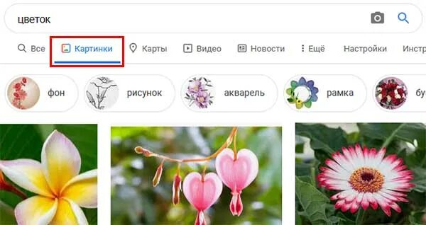 Название цветов по фото бесплатно Хризантема сантини: описание, фото, посадка и уход