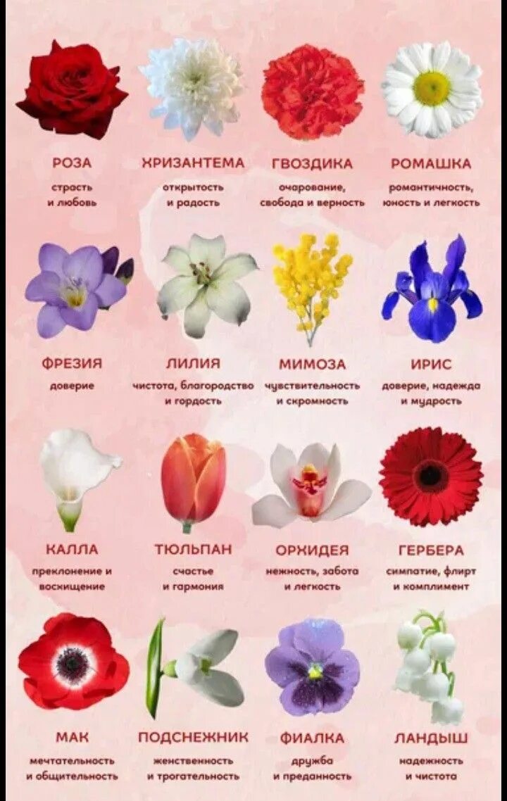 Название цветов по фото бесплатно Pin by Ксения on цветы Fancy flowers, Beautiful bouquet of flowers, Pretty flowe