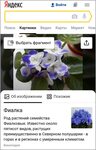 Название цветов по фото онлайн Приложение определение цветов по фото: найдено 82 картинок