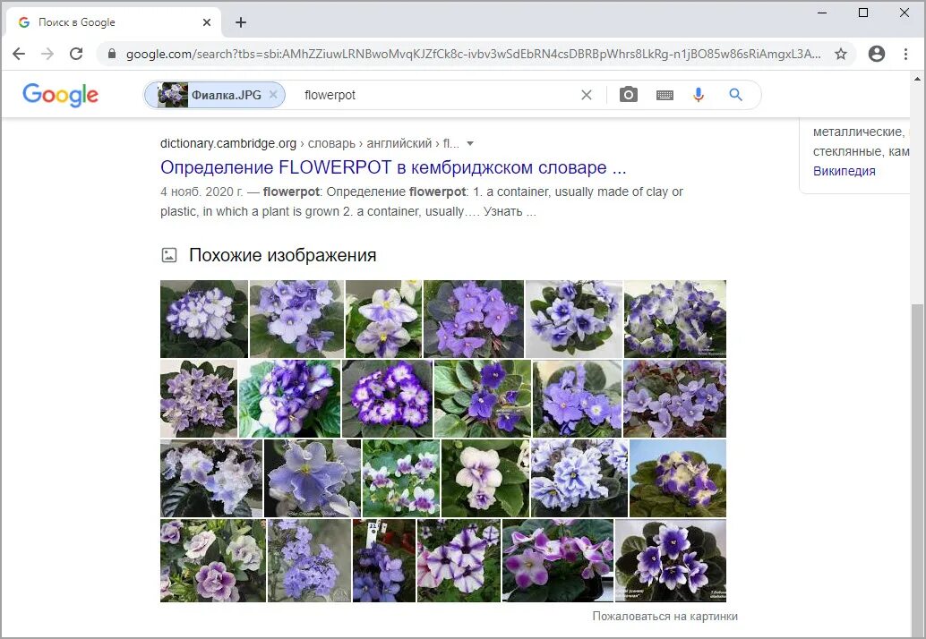 Название цветов по фото онлайн Картинки ПРОГРАММА РАСПОЗНАВАТЬ ЦВЕТЫ