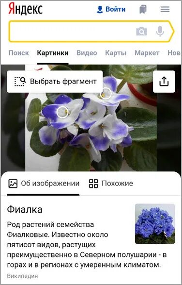 Название цветов по фото с телефона Как узнать название цветка