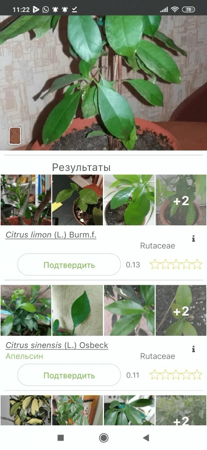 Название цветов по фото с телефона Как распознать цветок фото - Сервис Левша