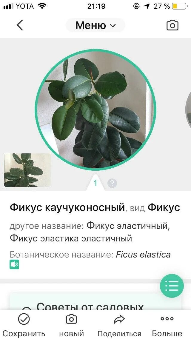 Название цветов по фото с телефона Распознавание цветка по картинке