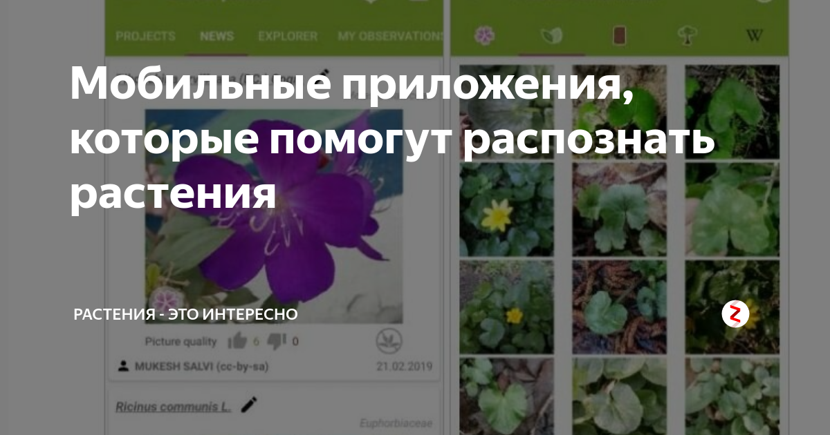 Название цветов по фото с телефона Мобильные приложения, которые помогут распознать растения Растения - это интерес
