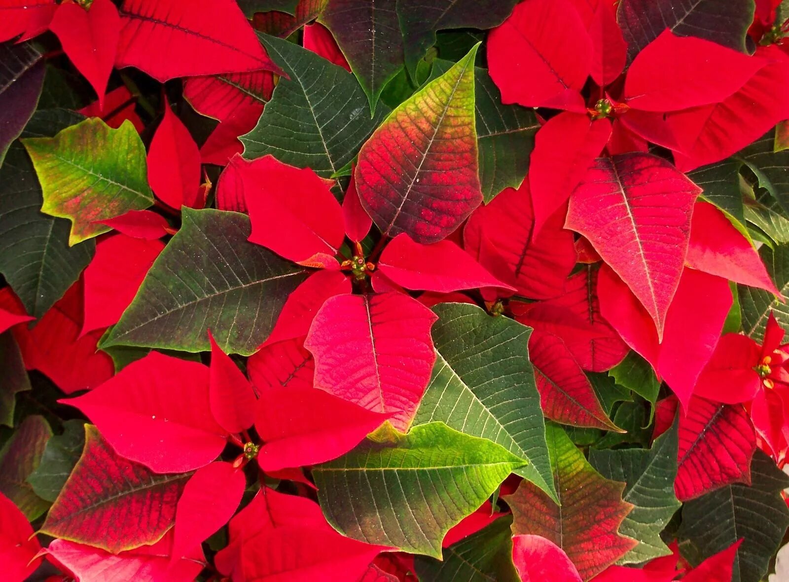 Название цветов с красными листьями фото Wallpaper : colorful, leaves, flowers, nature, red, branch, tree, autumn, leaf, 