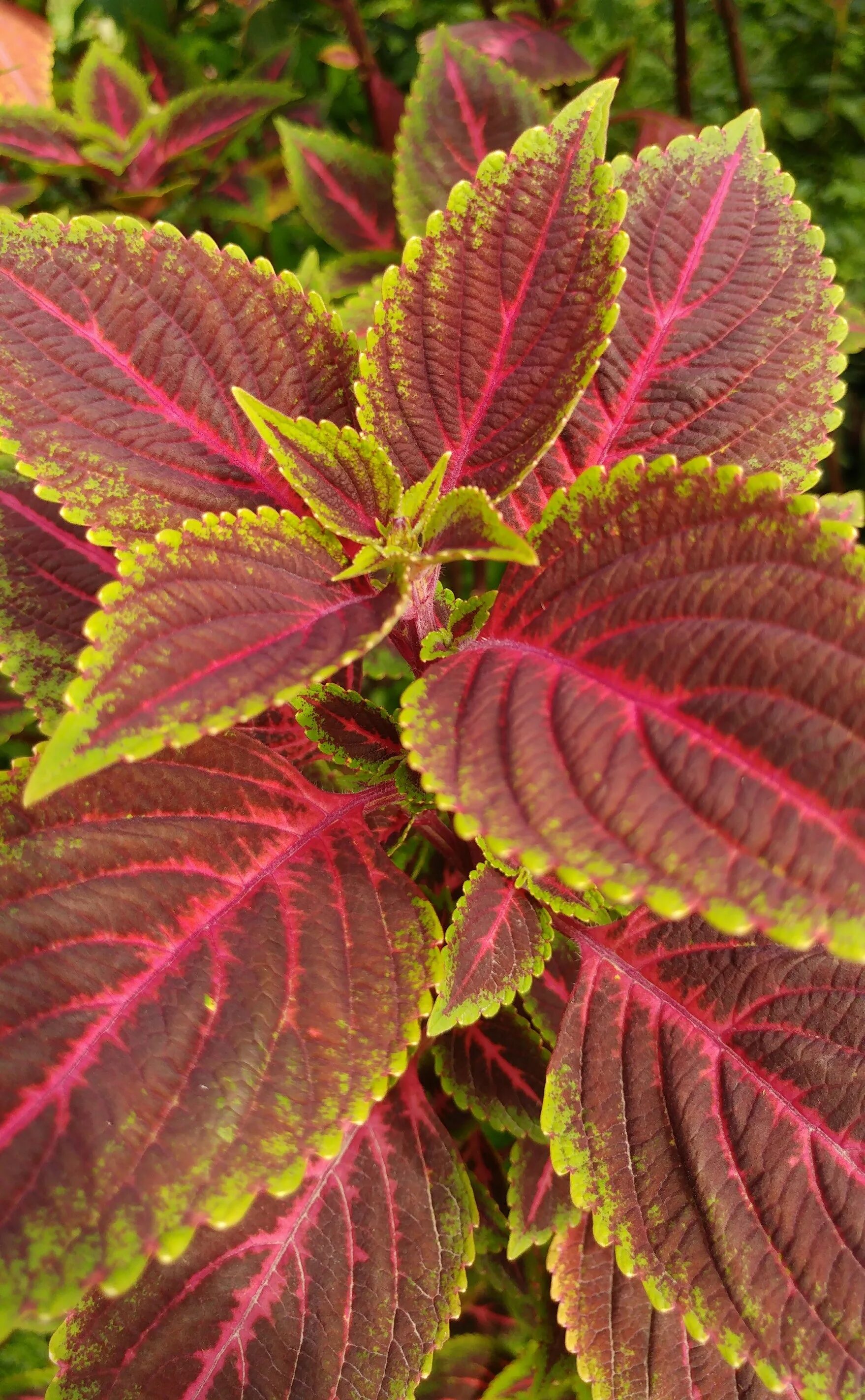 Название цветов с красными листьями фото Plant with red-green leaves close up free image download
