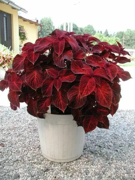 Название цветов с красными листьями фото Колеус гибридный (Coleus х hybrida) "Wizard" (velvet red) (ячейка 6) Сибирские г