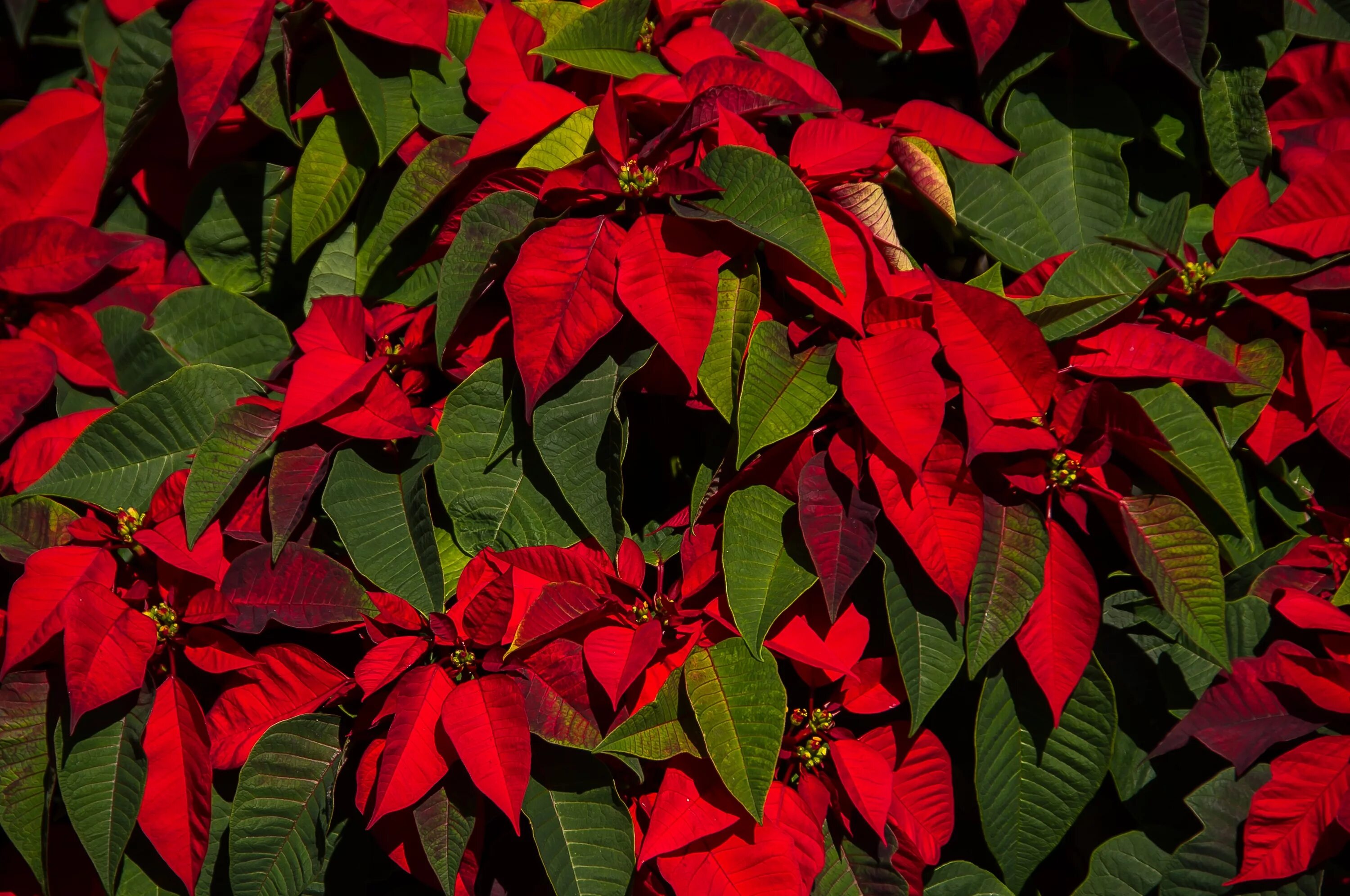 Название цветов с красными листьями фото Free Images : leaf, flower, green, red, autumn, botany, christmas, flora, flower