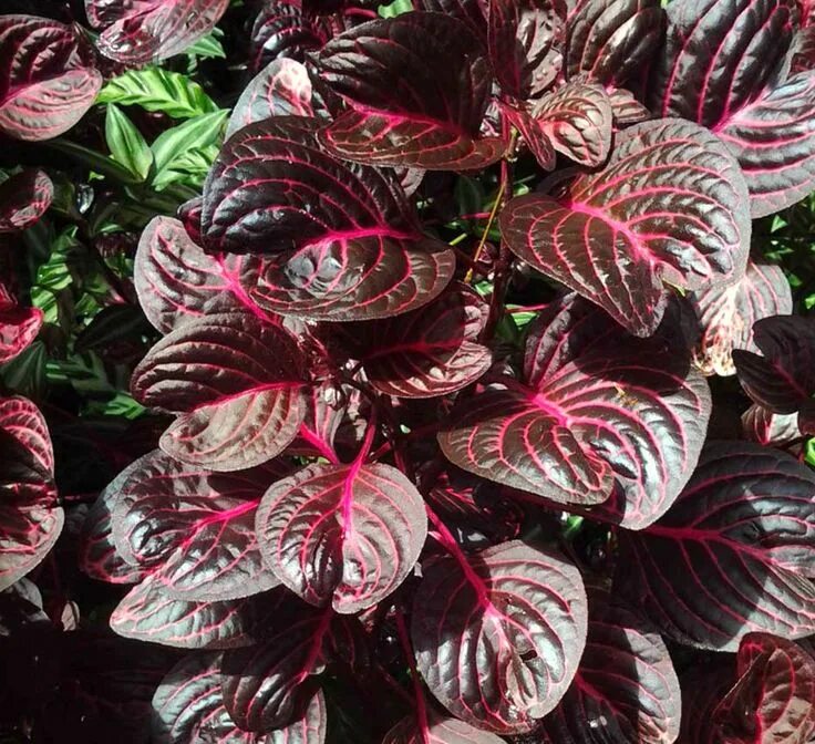 Название цветов с красными листьями фото This is a beefsteak plant, also known as bloodleaf. Its family is Amaranthaceae 