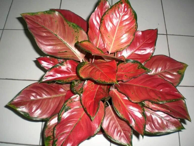 Название цветов с красными листьями фото Aglaonema - Aglaonema Casandra Ornamental plants, Exotic plants, Vertical vegeta