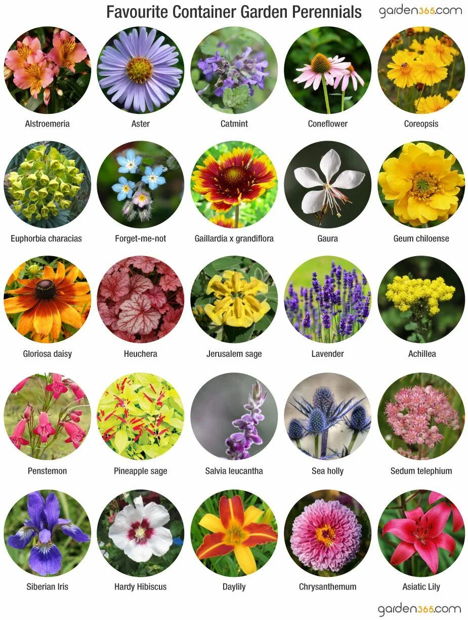 Название цветов садовых с картинками фото Growing Perennials In Containers - garden365 Container gardening flowers, Perenn