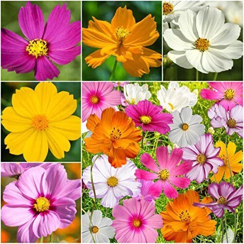 Название цветов садовых с картинками фото Package of 400 Seeds, Cosmos Crazy Mixture (Cosmos sulphureus & bipinnatus) Seed