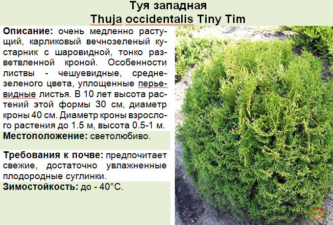 Название туй фото и описание сорта Туи фото с названиями и описанием сорта: найдено 89 изображений