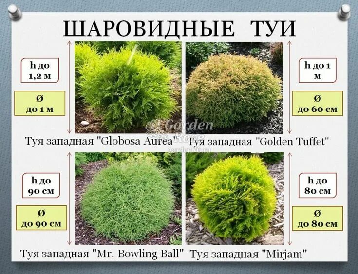 Название туй фото и описание сорта Туя - идеальное растение! in 2024 Conifers garden, Small front yard landscaping,