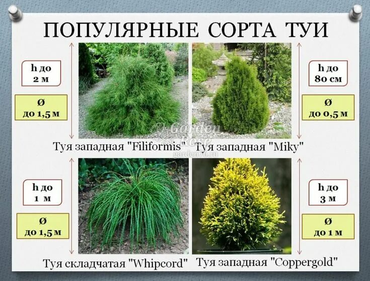 Название туй фото и описание сорта Туя - идеальное растение! в 2020 г Растения, Садовые ограждения, Садоводство