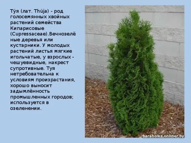 Название туй фото и описание сорта СТРИЖКА ТУЙ. ПОСАДКА ТУЙ +375 33 912 53 98 - Барахолка onliner.by