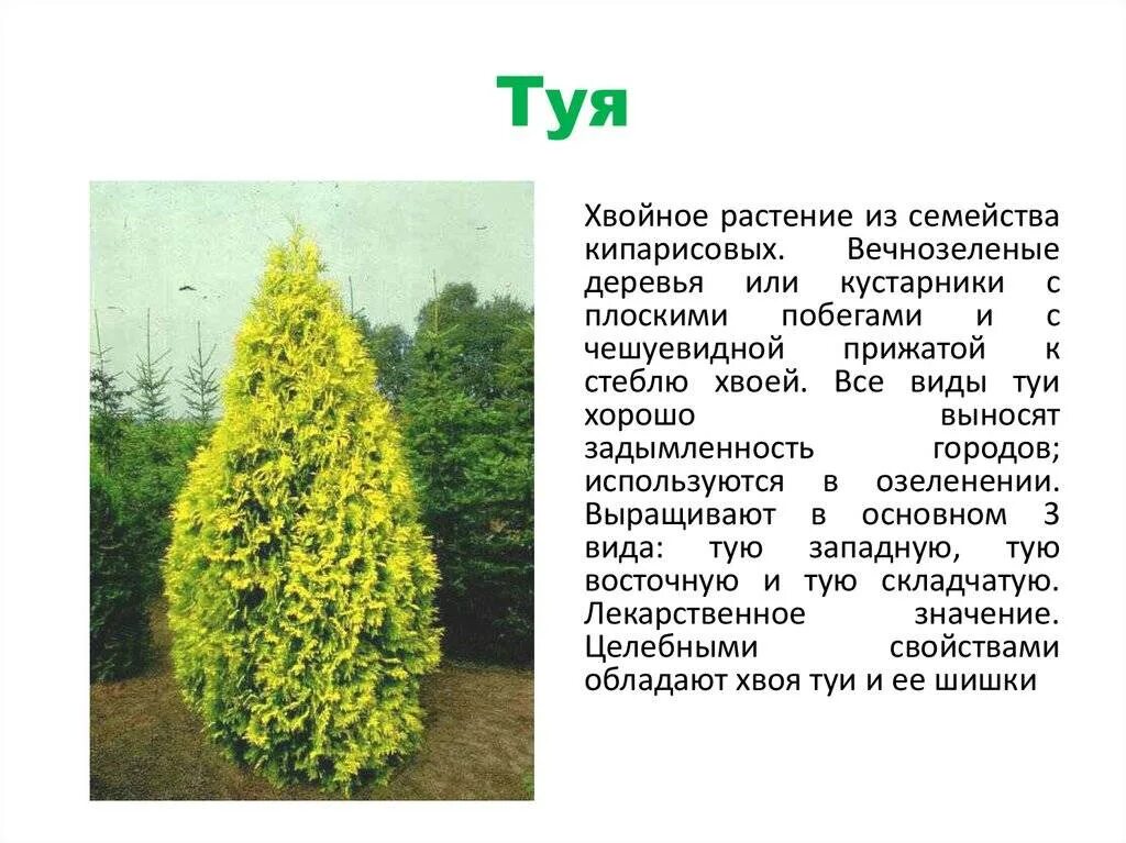 Название туй фото и описание сорта Хвойные деревья: туя, где растет, как выглядит, виды, болезни и посадка