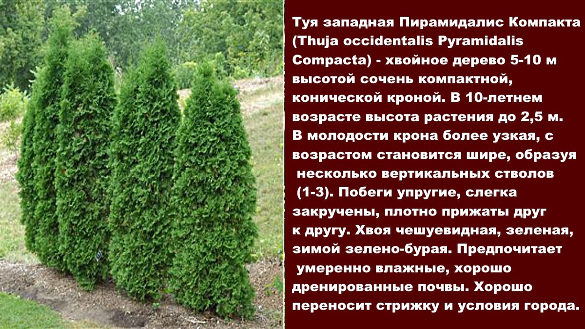 Название туй фото и описание сорта Живая изгородь из хвойных Любимая усадьба Дзен
