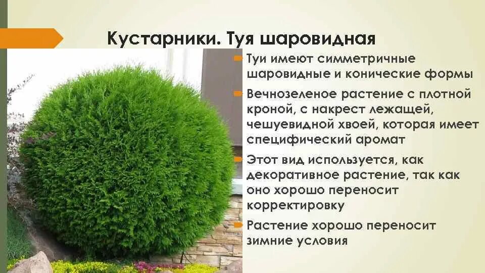 Название туй фото и описание сорта Туи фото с названиями и описанием сорта: найдено 89 изображений