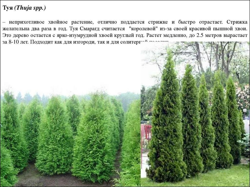 Название туй фото и описание сорта Туи смарагд описание фото - DelaDom.ru