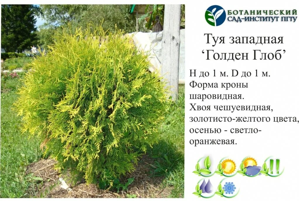Название туй фото и описание сорта Древесно-кустарниковые растения
