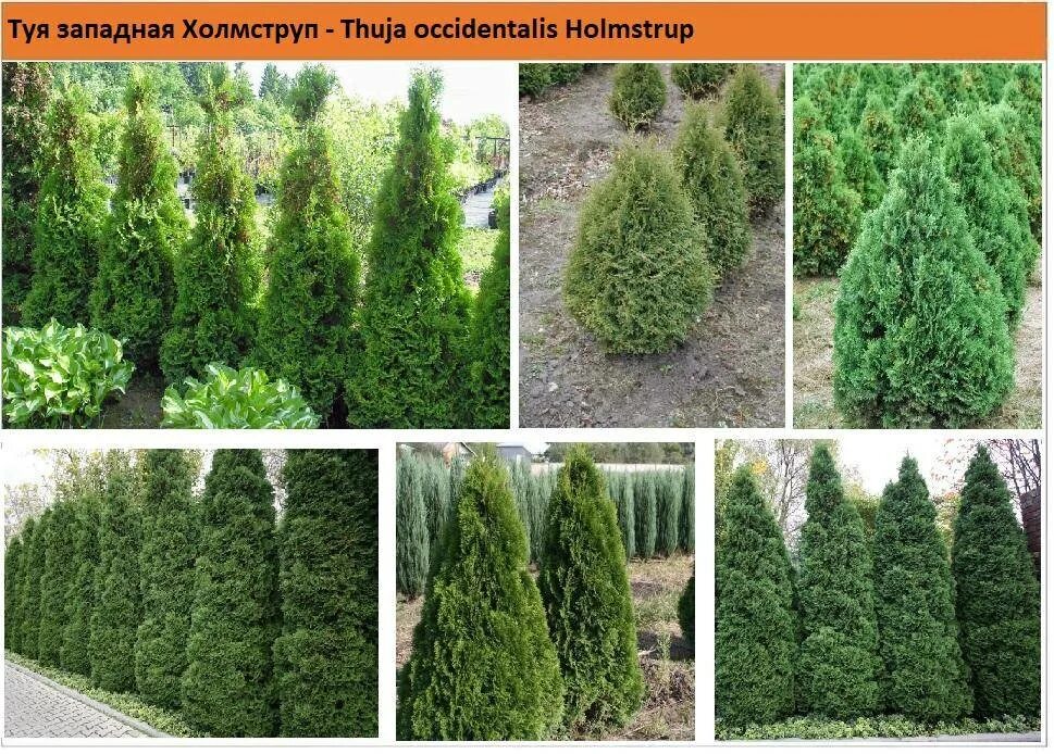 Название туй фото и описание сорта Туя западная Холмструп Thuja occidentalis Holmstrup - купить в Киеве и области, 