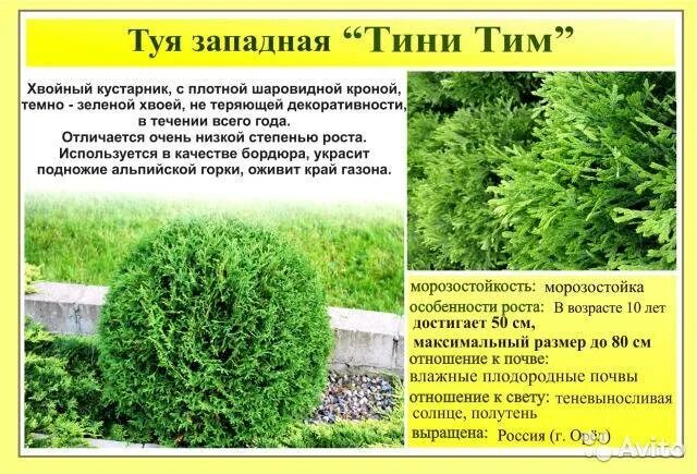 Название туй фото и описание сорта Западная тини тим фото - DelaDom.ru