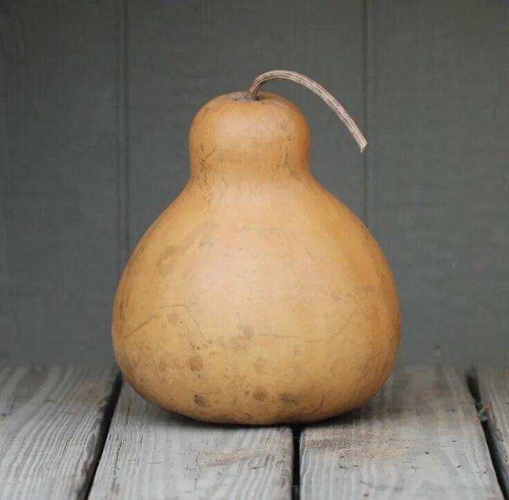 Название тыквы грушевидной формы фото Pear / Teardrop Gourds - Pumpkin Hollow Gourds Psychic love reading, Online psyc
